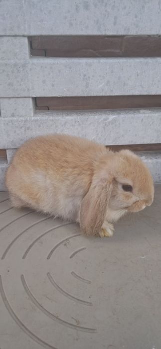 Coelhos anões mini loop belier