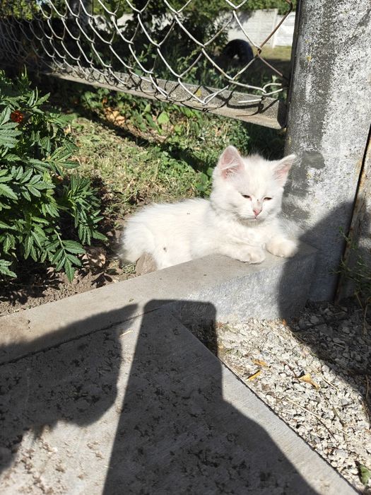 Біленькі кошенята