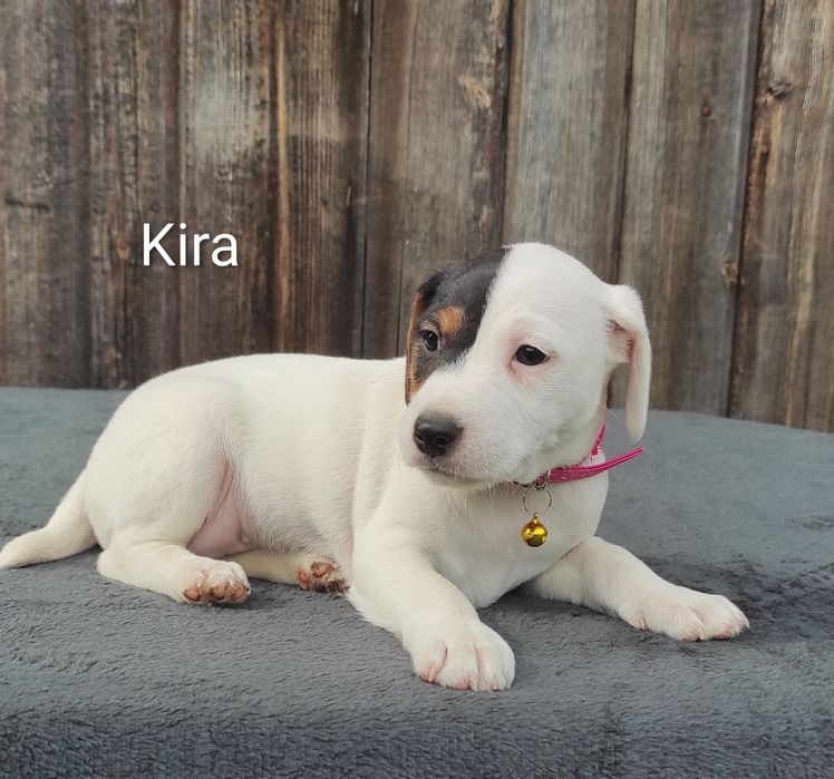 Parson Russell Terrier