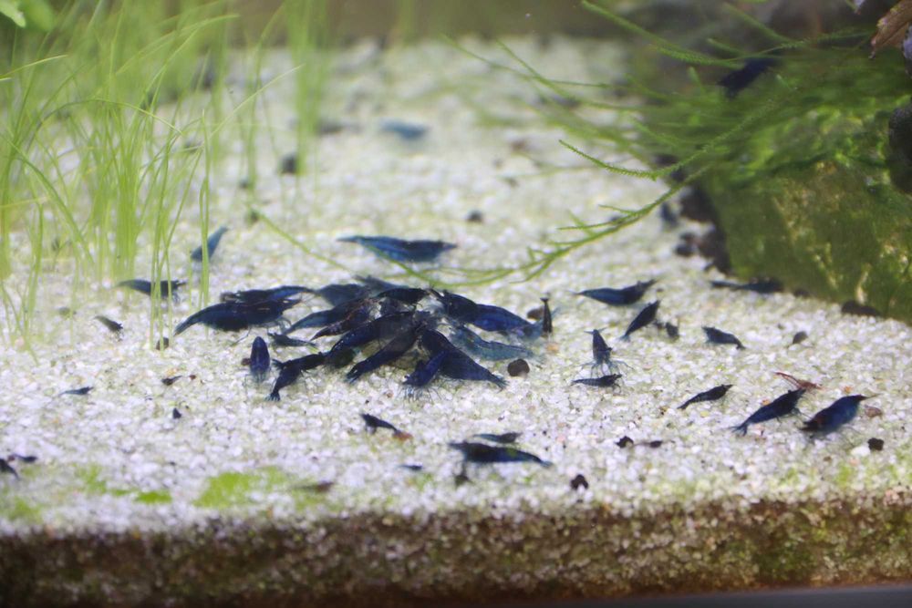 Neocaridina blue