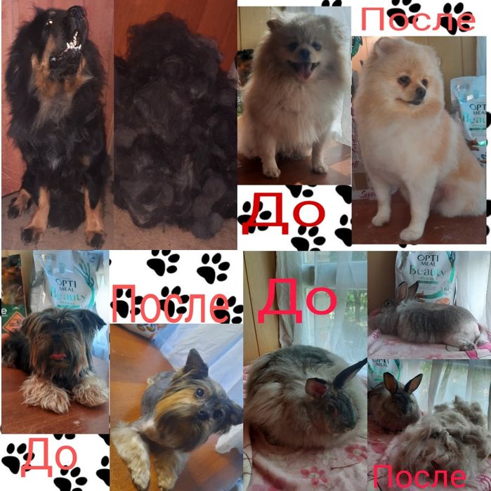 Грумер.стрижка животных.кроликов.груминг.услуги для животных вычёсыван