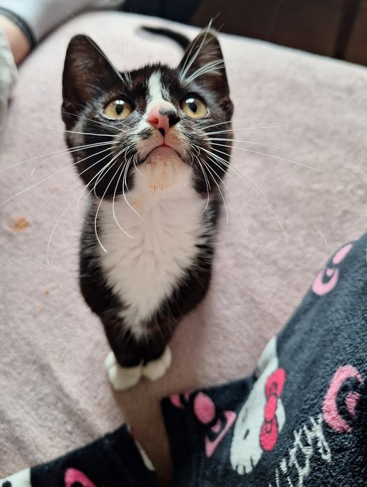 Malutki Okruszek do adopcji