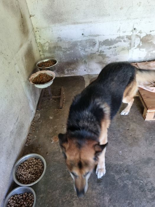 Pastor Alemão  - REX