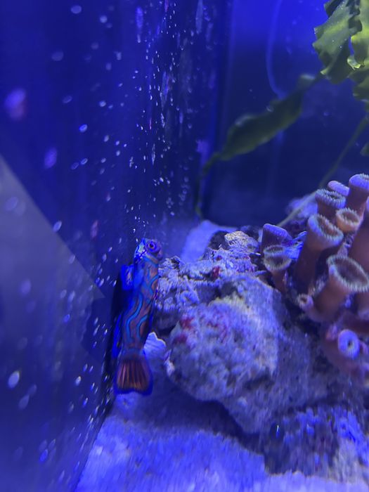 Peixe Mandarim (Synchiropus splendidus) – Cores Vibrantes