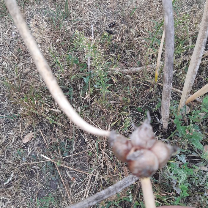 Цибуля багатоярусна