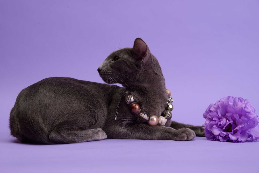 Орієнтальні дівчатка, Полтава