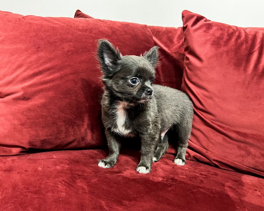 Chihuahua piesek długowłosy ZHPR szczenię