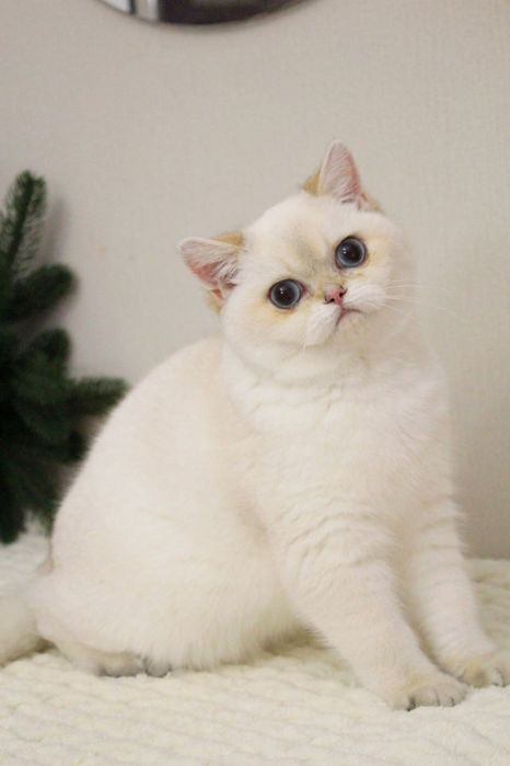 Британская шиншилла