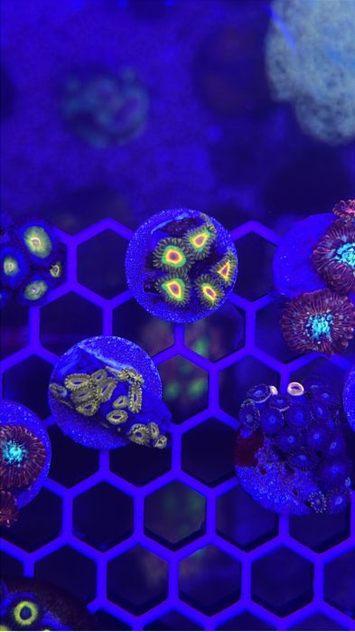 Frags corais 15€ a maior parte deles - Para aquário de água salgada