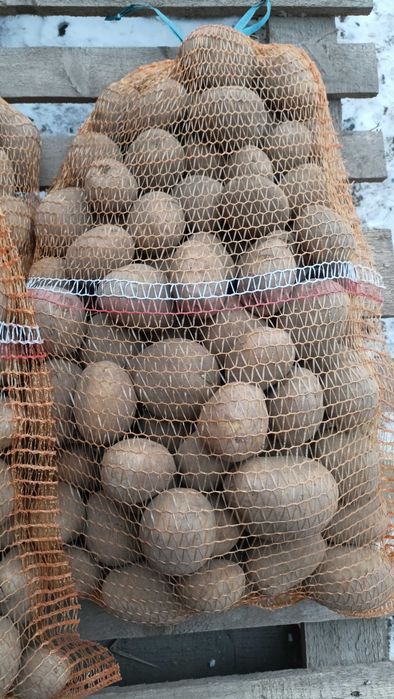 Ziemniaki Soraya sprzedam