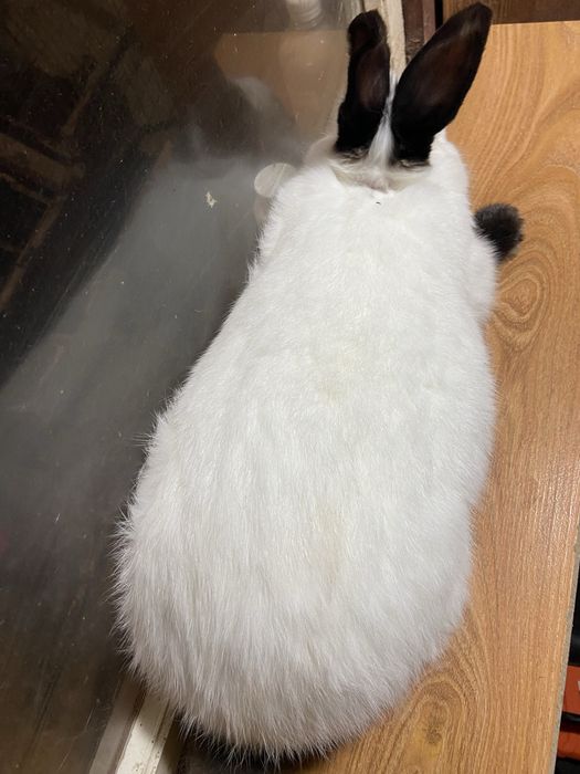 Каліфорнія самці