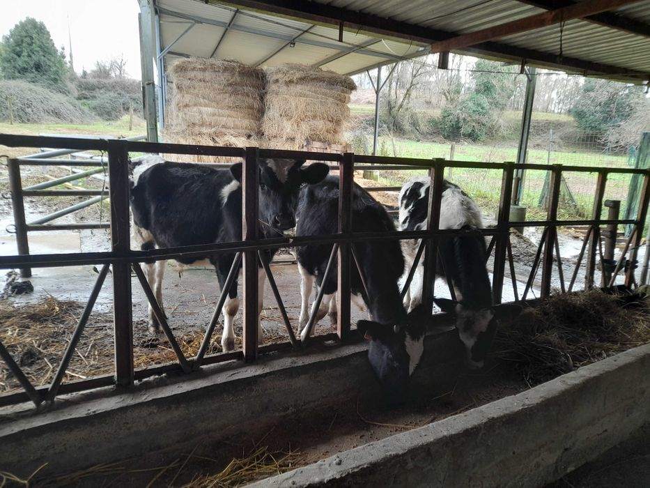 Vitelo frisio 6 meses