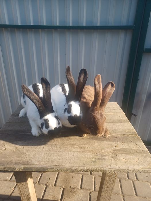 Нім.строкач самці і самки