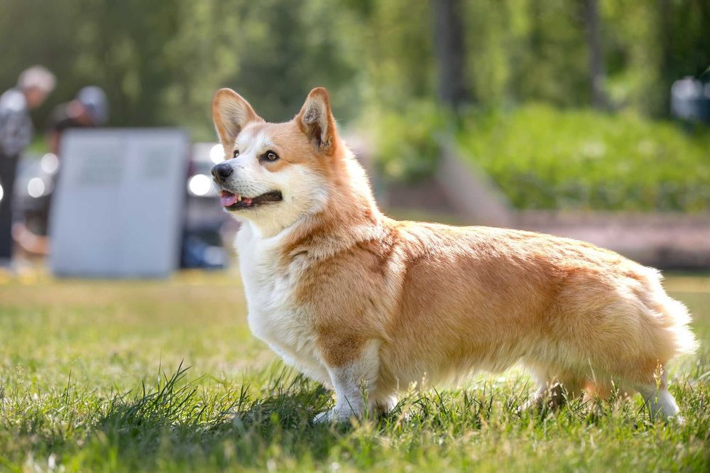 Welsh Corgi Pembroke szczeniak