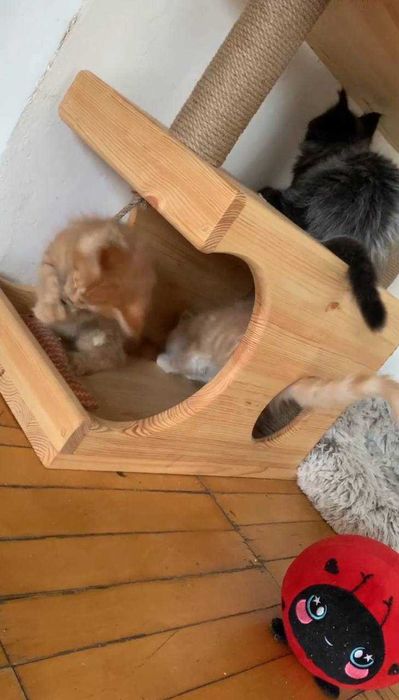 Ігровий комплекс для котів з натурального дерева, кігтеточка, дряпка