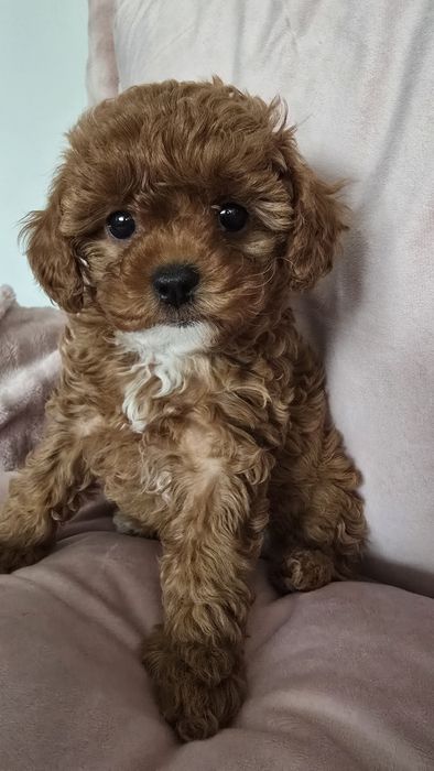 Cavapoo,  F1b, sunia