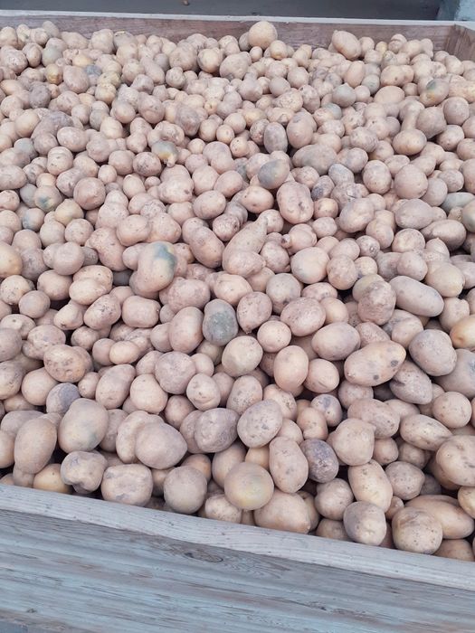 Sprzedam ziemniaki paszowe