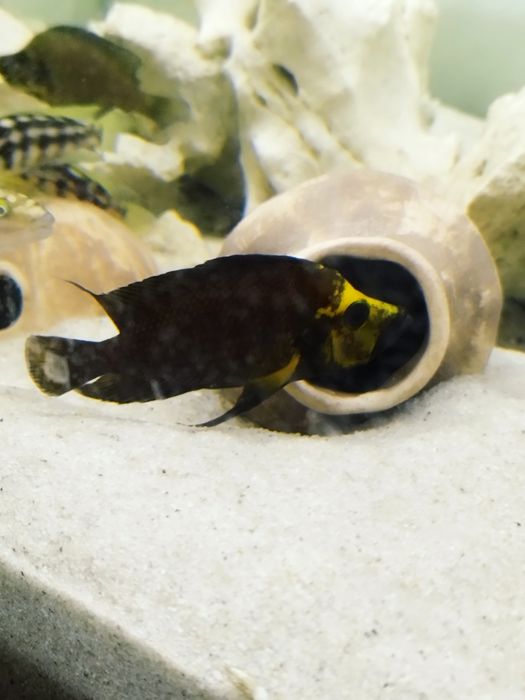 Altolamprologus compressiceps gold head 4 tanganika