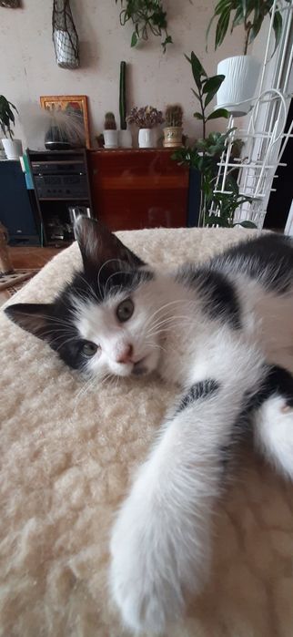 Котик, кошення, безкоштовно