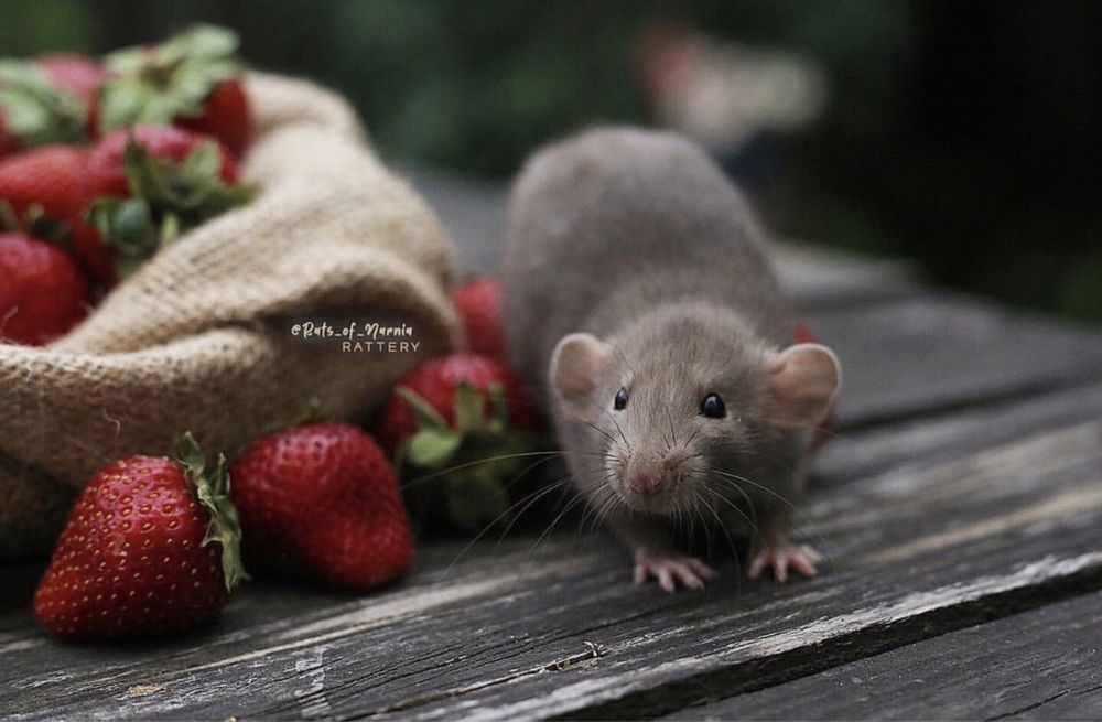 Щурята Дамбо - Крысяьа дамбо