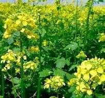 Гірчиця с.Кароліна сидерат