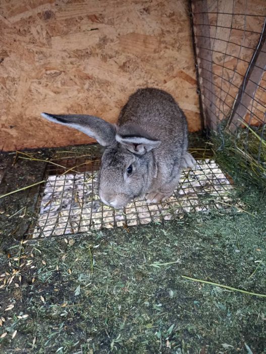 Продам кролицу  девочка 5 месяцев