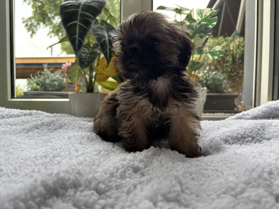 Sprzedam Piękną Suczke Rasy Shih Tzu!