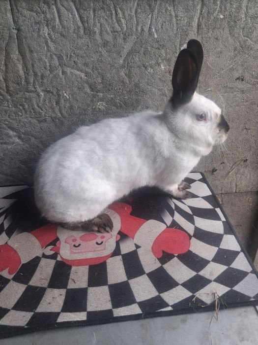 Samice kalifornijskie czarne