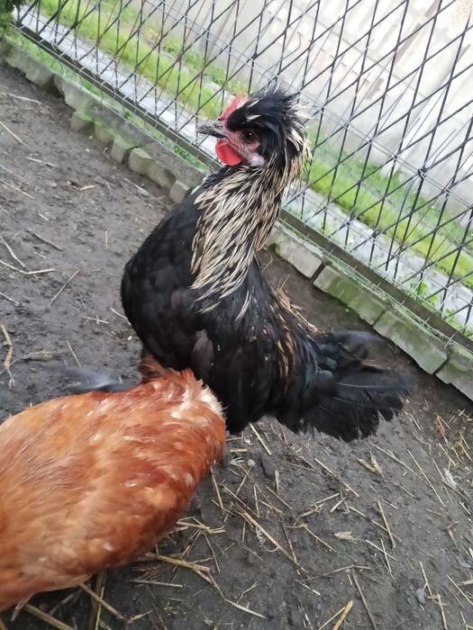 Jaja lęgowe czubatek