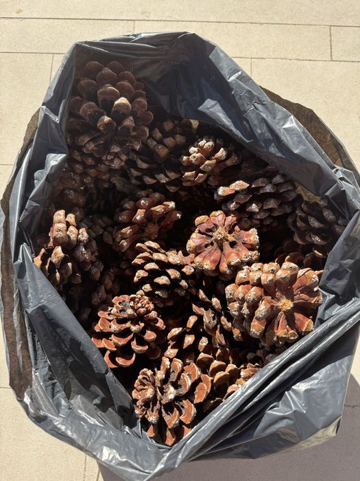Pinhas de Pinheiro-Manso – 4 Kg por 5 € | Promo 3 sacos = 14€
