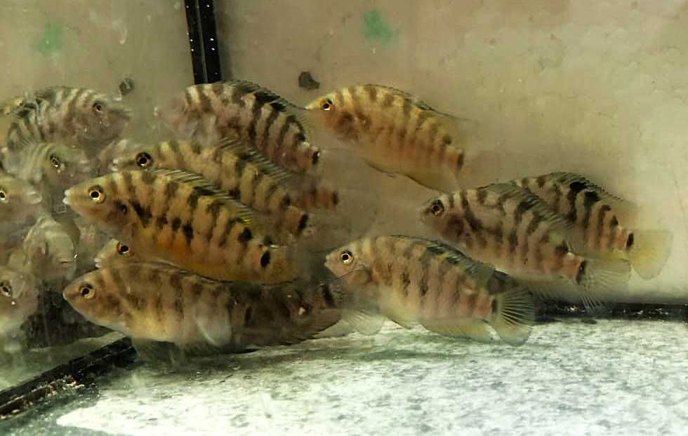 Pielęgnice Zebry - sprzedam