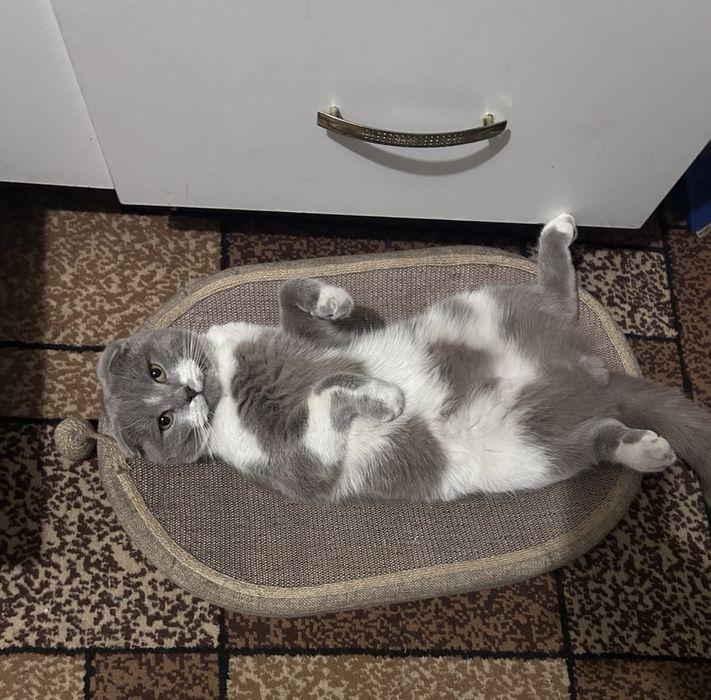Вязка шотландский кот( скоттиш-фолд)