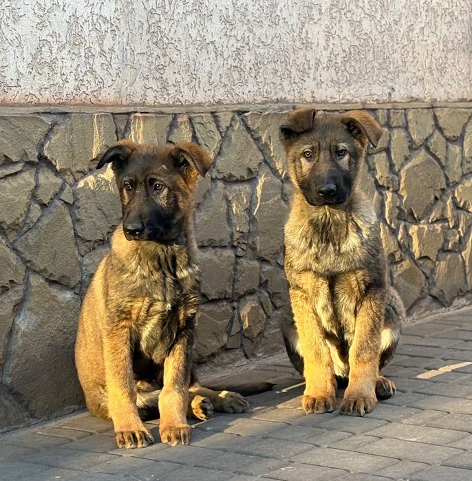 Щеня німецької вівчарки