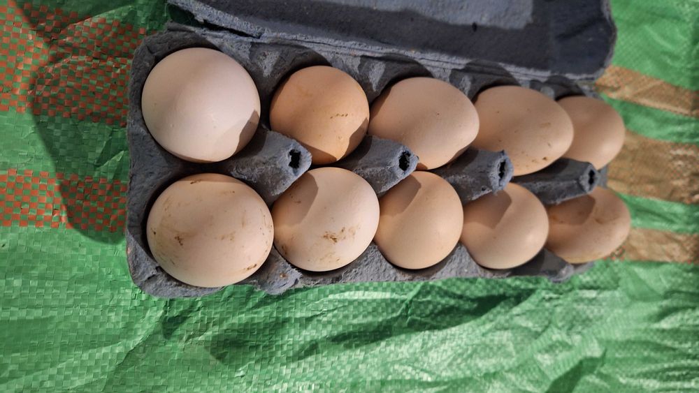 Jaja lęgowe od kur zielononóżki  kuropatwianej