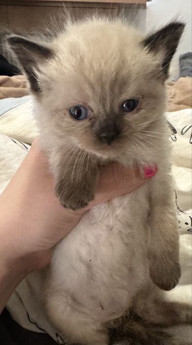 Ragdoll - kotka i 4 kocury
