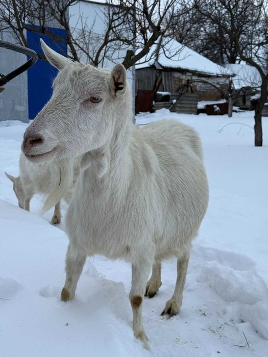 Дойна зааненська козочка | коза