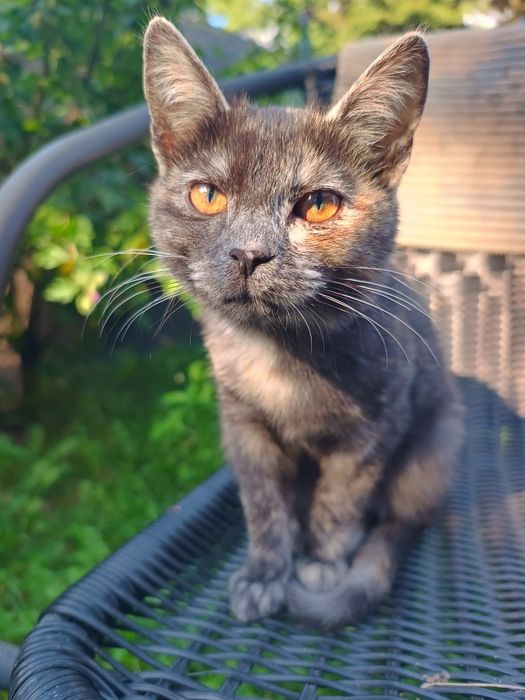 Koty do adopcji za darmo