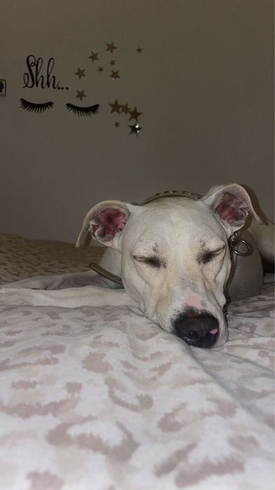 Adoção responsável