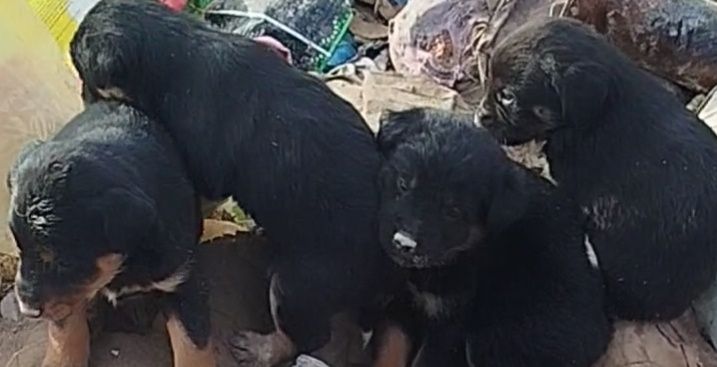 цуценя безкоштовно