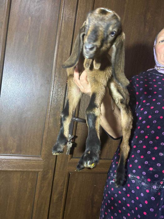 Англо Нубийские козлята .