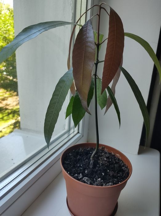 Продаж: мандарин, авокадо, лимон