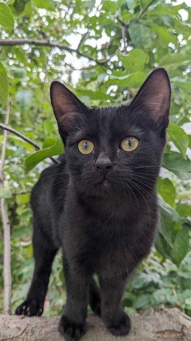 Кошеня в добрі руки