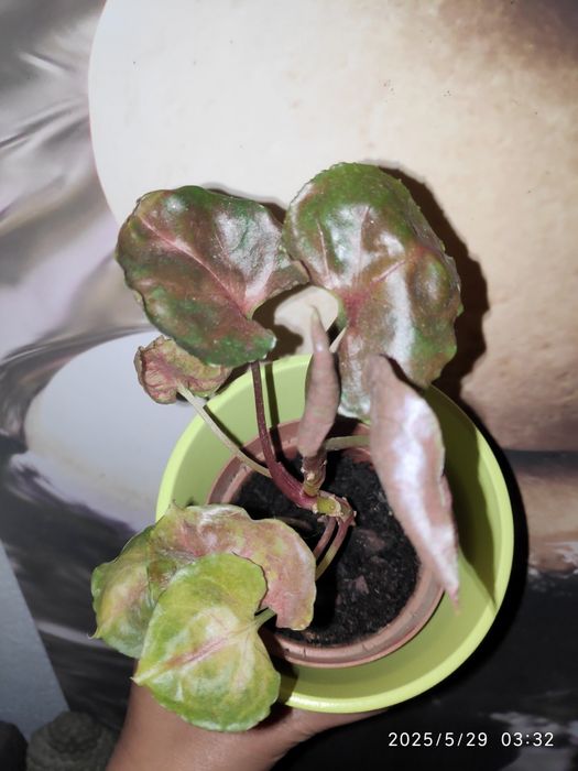 Syngonium Strawberry Ice