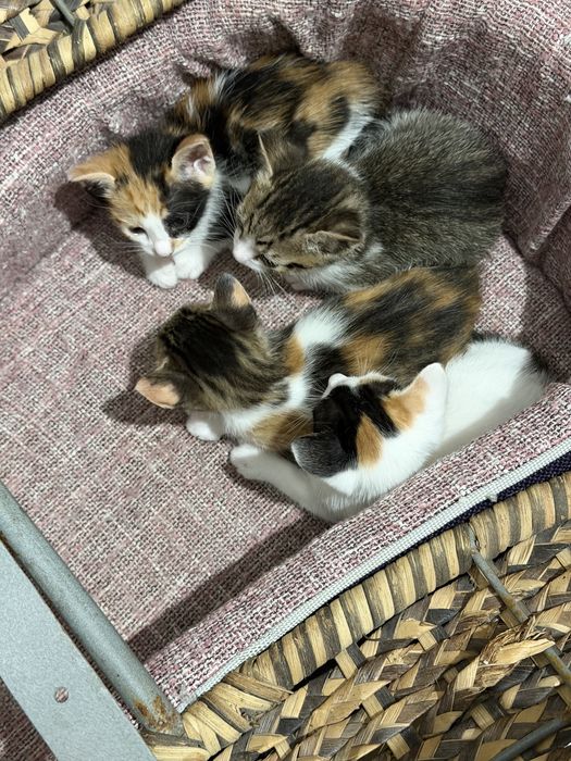 Doação responsalvel gatinhos lindos 3 femeas e 1 macho
