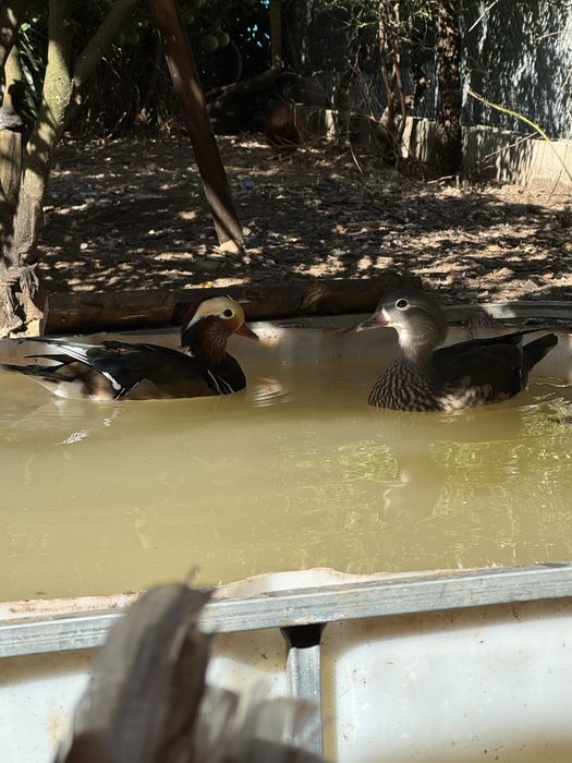 Casal de Patos Mandarin
