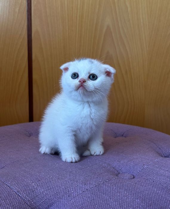 Gatinho Scottish Fold