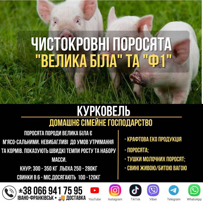Домашнє господарсвто пропонує СВИНІ ПОРОСЯТА Велика Біла та Ф1