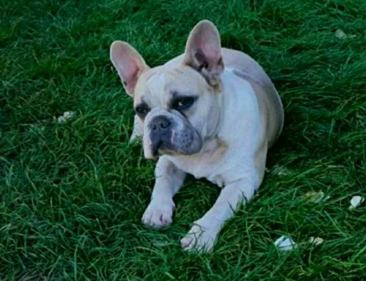 Вязка француский бульдог