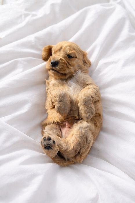 Cocker spaniel angielski