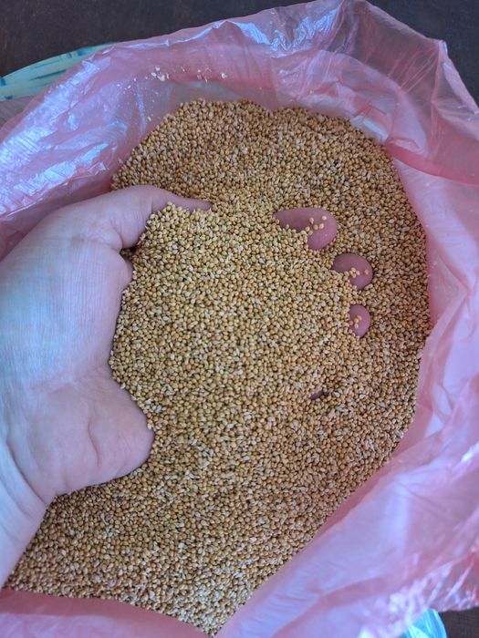 Чумиза, італійське просо